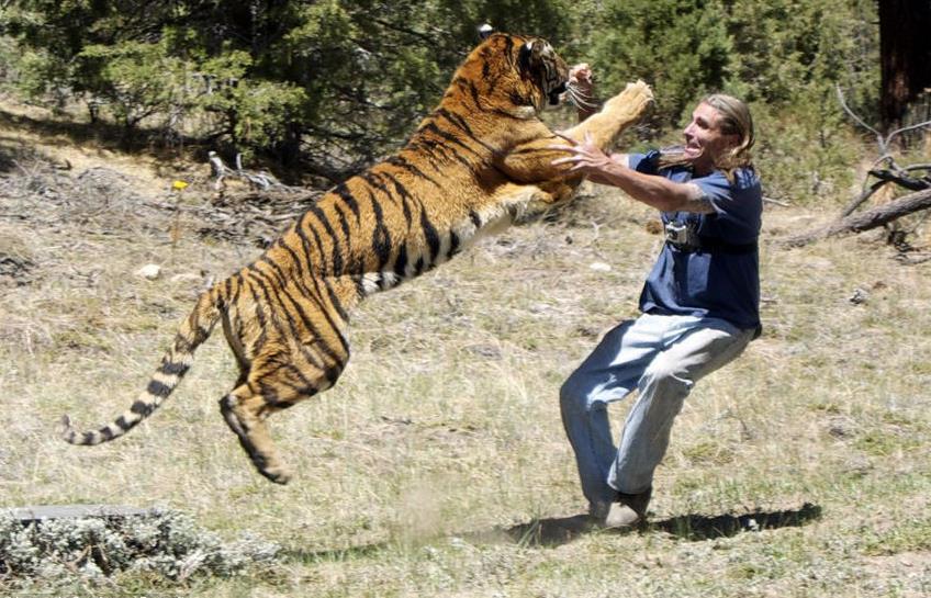 场面看起来十分凶险,但实际上,这是驯兽师兰迪在训练老虎扑食
